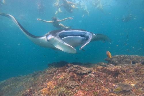Dari Bali: Trip Snorkeling ke Nusa Penida